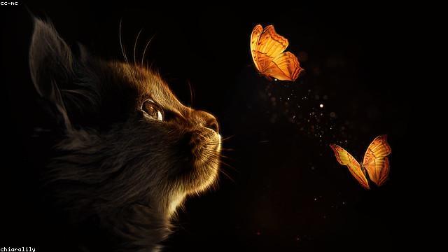 Cats and butterflies