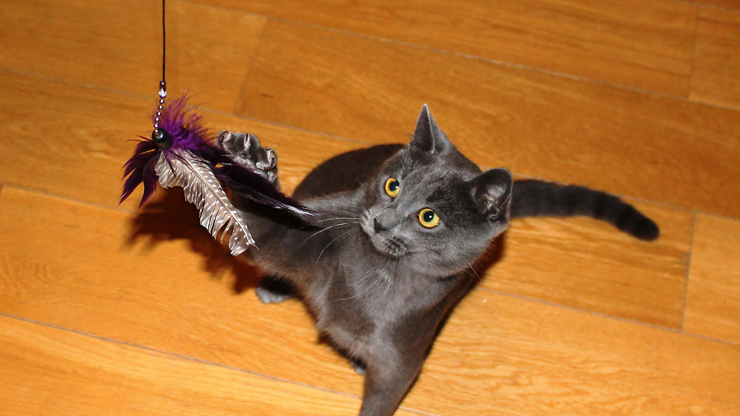 photo of cat playing with toy