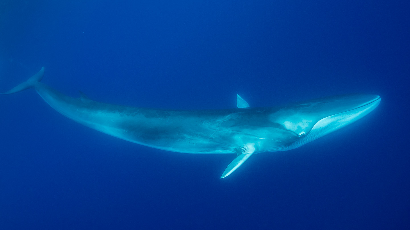 photo of a whale